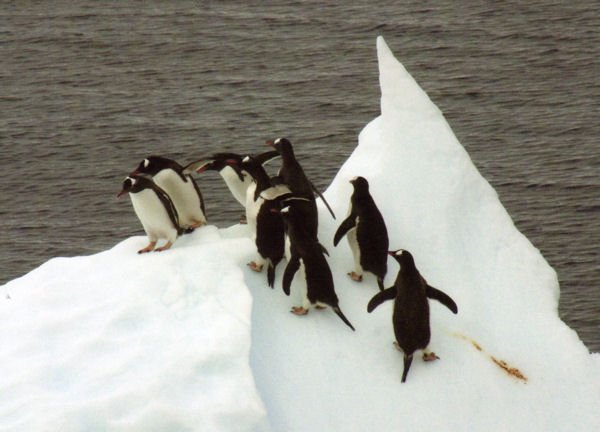 penguinsonaniceberg.jpg