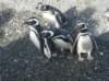 penguins_small.jpg