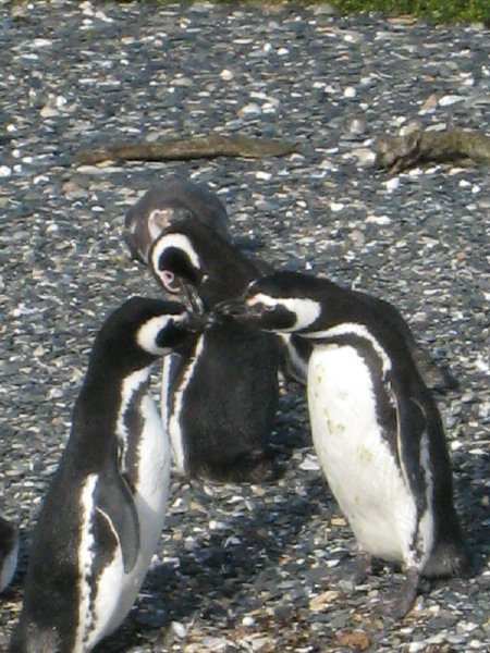 penguinsnearushuaia.jpg