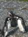 penguinsnearushuaia_small.jpg