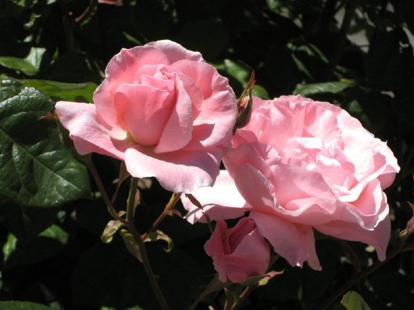 pinkroses.jpg