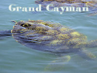 grand cayman
