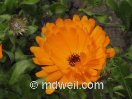 soamflower18.jpg