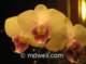 soamflowershiporchid1_small.jpg