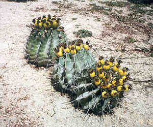 Cactus at golf course