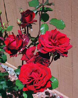 Dark Red roses