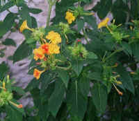 1502cypres.jpg (44805 bytes)