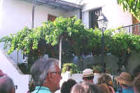 1509grapevine.jpg (58233 bytes)